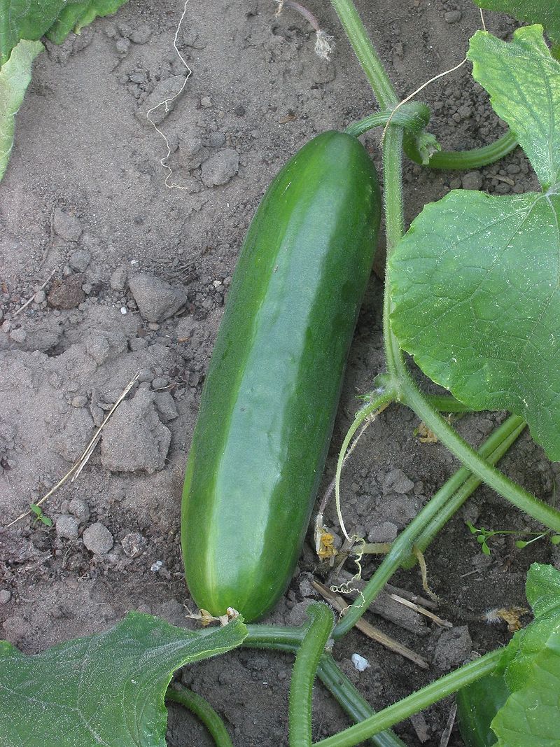 Cucumis sativus