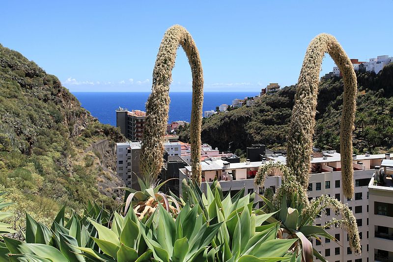 File:La Palma - Santa Cruz - Molinos de Bellido + Agave attenuata 02 ies.jpg