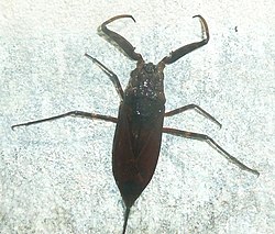 Nge-maji kahawianyekundu (Laccotrephes fuscus)