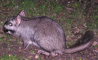 <i>Lagostomus</i> Genus of mammals belonging to the chinchilla family of rodents