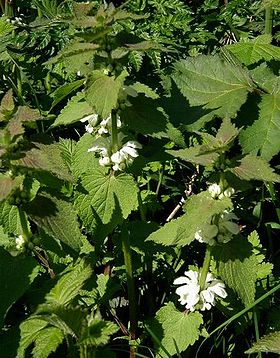 Døvnælde (Lamium album).