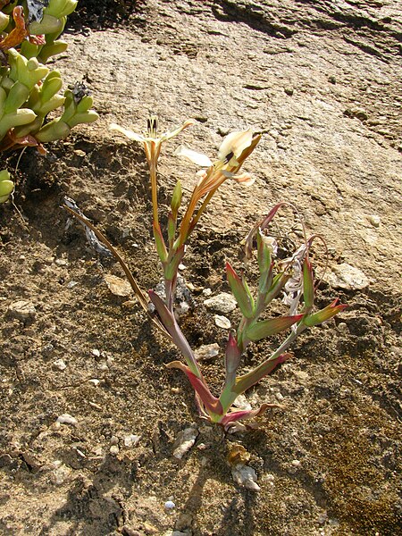 File:Lapeirousia fabricii (Iridaceae) (6929293061).jpg