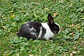 * Nomination Rabbit (Leporidae) in Cigoland (Kintzheim, Bas-Rhin, France). --Gzen92 11:39, 12 October 2021 (UTC) * Promotion  Support Good quality. --Halavar 12:08, 12 October 2021 (UTC)