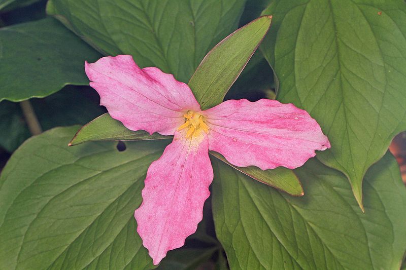 File:Large-flowered Trillium - Trillium grandiflorum, G. R. Thompson Wildlife Management Area, Linden, Virginia.jpg