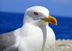 Larus portrait.jpg