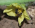 Lasioglossum malachurum, foraging on a watermelon flower