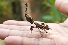 Daun mantis (15881094336).jpg