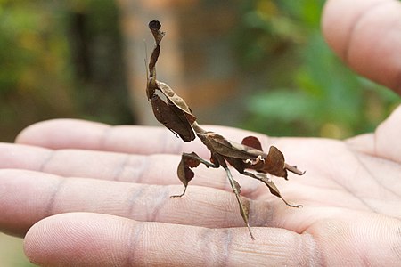 Leaf mantis (15881094336).jpg