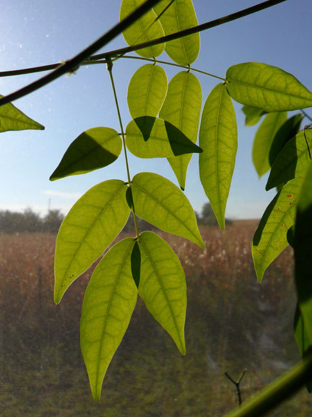 File:Leaf of entada rheedii (indoor).jpg