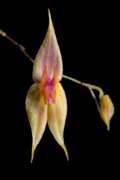 Lepanthes guanacasensis