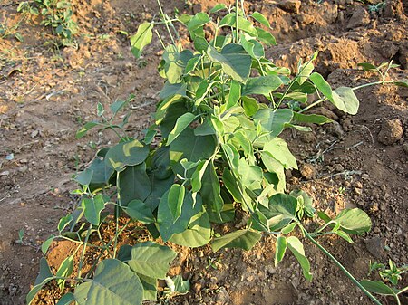 Leptadenia reticulata