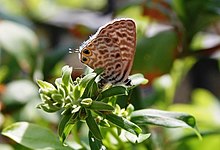 Leptotes pirithous 0016.JPG