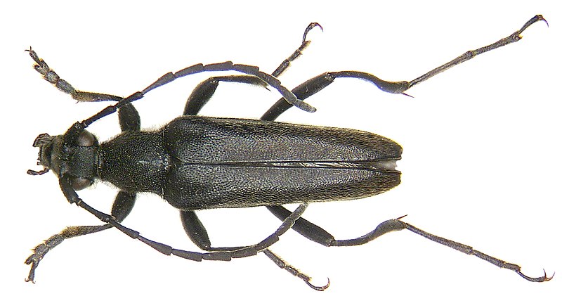 File:Leptura aethiops Poda, 1761 (2947474440).jpg