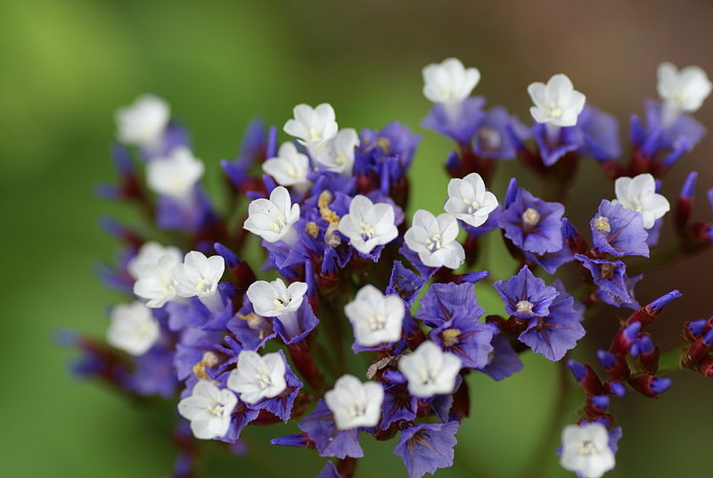 File:Limonium macrophyllum flow.JPG