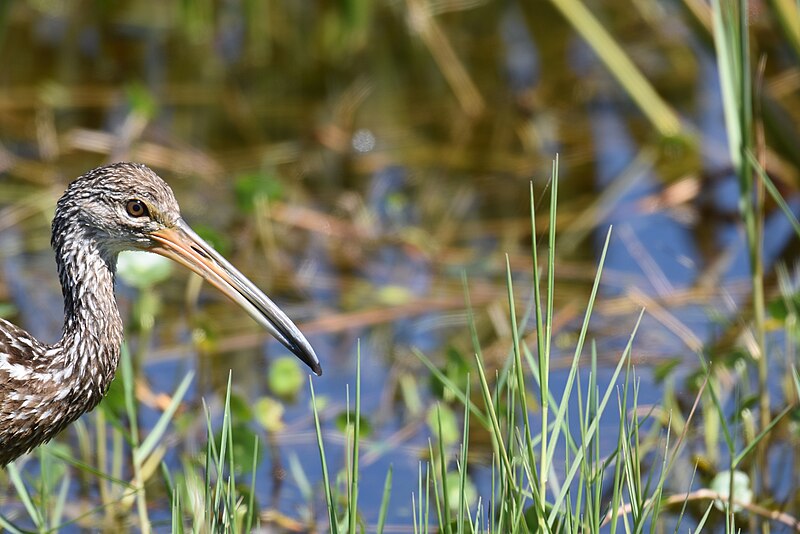 File:Limpkin Viera Wetlands 4.15.19 DSC 0460.jpg