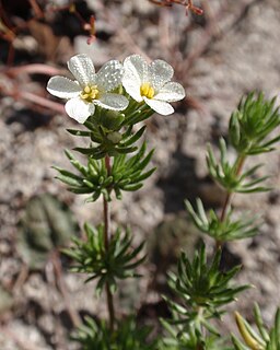 <i>Leptosiphon pachyphyllus</i> Species of flowering plant