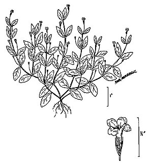 <i>Lindernia dubia</i> species of plant