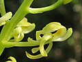 Close-up of L. reflexa flower