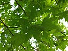 Liquidambar orientalis 13.jpg