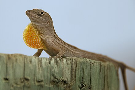 Male anoles have a retractable gular fold that is used to attract mates and to chase off rivals. Lizard Dewlap.jpg