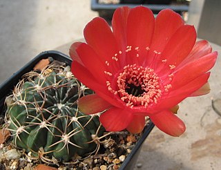 <i>Lobivia calorubra</i> Species of cactus