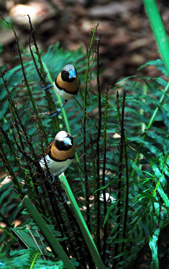 640px-Lonchura_castaneothorax_-Australia_Zoo%2C_Beerwah%2C_Queensland%2C_Australia_-two-8a