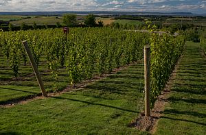 Modern vineyard in the Gaspereau River Valley