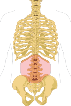 File:Lumbar region in human skeleton.svg