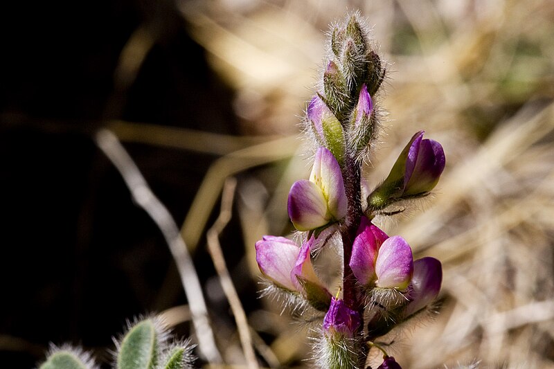 File:Lupinus concinnus - Flickr - aspidoscelis (2).jpg