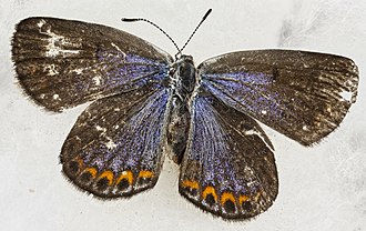 Plebejus melissa samuelis Lycaeides melissa samuelis, male, back 2013-01-24-14.30.45 ZS PMax.jpg