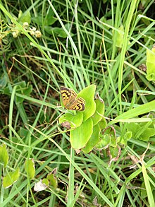 Lycaena rauparaha 949703.jpg