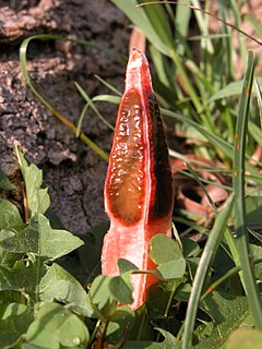 <i>Lysurus mokusin</i> Species of fungus