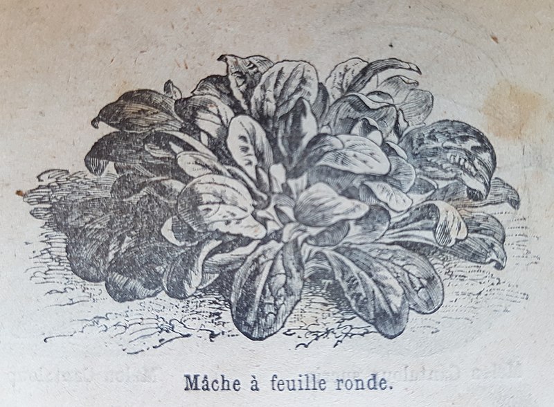 File:Mâche à feuille ronde.jpg