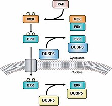 The figure shows the interaction and cooperation of MEK, DUSP5 and DUSP6/MKP-3 within the cytoplasmic region and the nucleus. RAF activates MEK. Activated MEK phoshorylates ERK which can now be transported across the cell membrane by a transporter. Dephosphorylated ERK cannot leave the nucleus. MKPs role in ERK regulation.jpg