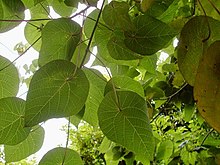 Macaranga tanarius - leaves.JPG