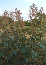 Thumbnail for Macleaya