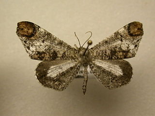 <i>Macrosoma intermedia</i> Species of butterfly