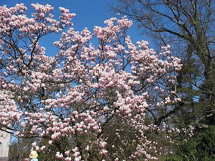 Magnolia near the Kórnik Castle in the Kórnik Arboretum