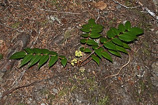 Mahonia nervosa