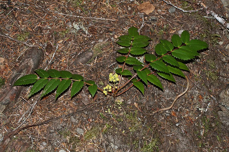 File:Mahonia nervosa 5003.JPG