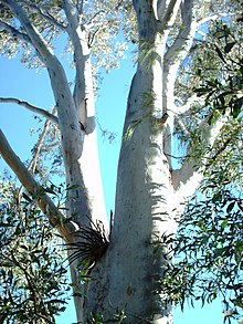 An Australian Blue Gum