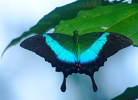 ไฟล์:MalabarBandedPeacock Chamakkav Basking.jpg