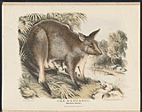 The Kangaroo, Macropus major, illustration by Helena Forde, from Krefft's The Mammals of Australia (1871).