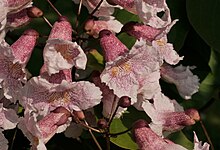 Manchurian catalpa flowers.jpg