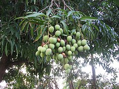 Unripe mangos in Rincón, Puerto Rico