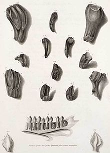 Illustration of fossil Iguanodon teeth with a modern iguana jaw for comparison from Mantell's 1825 paper describing Iguanodon Mantell iguanadon teeth.jpg