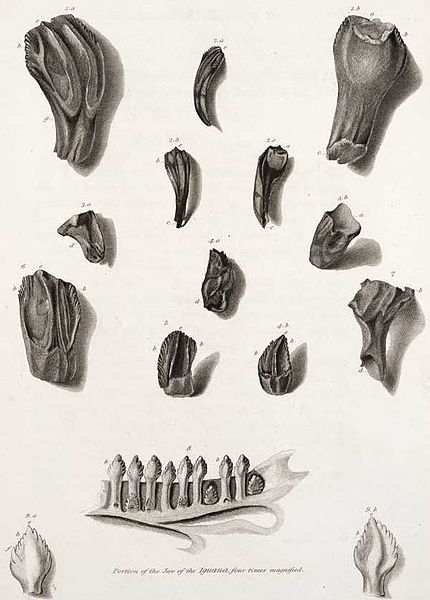 File:Mantell iguanadon teeth.jpg