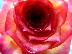 Many Colors Of A Rose (194905300).jpg