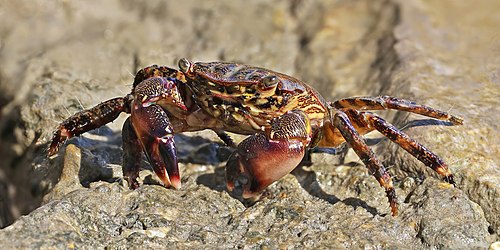 Marbled crab (Pachygrapsus marmoratus), Butrint Archeological Park, Albania