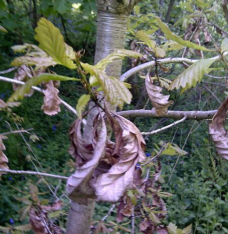 Marcescence on Quercus (oak).jpg